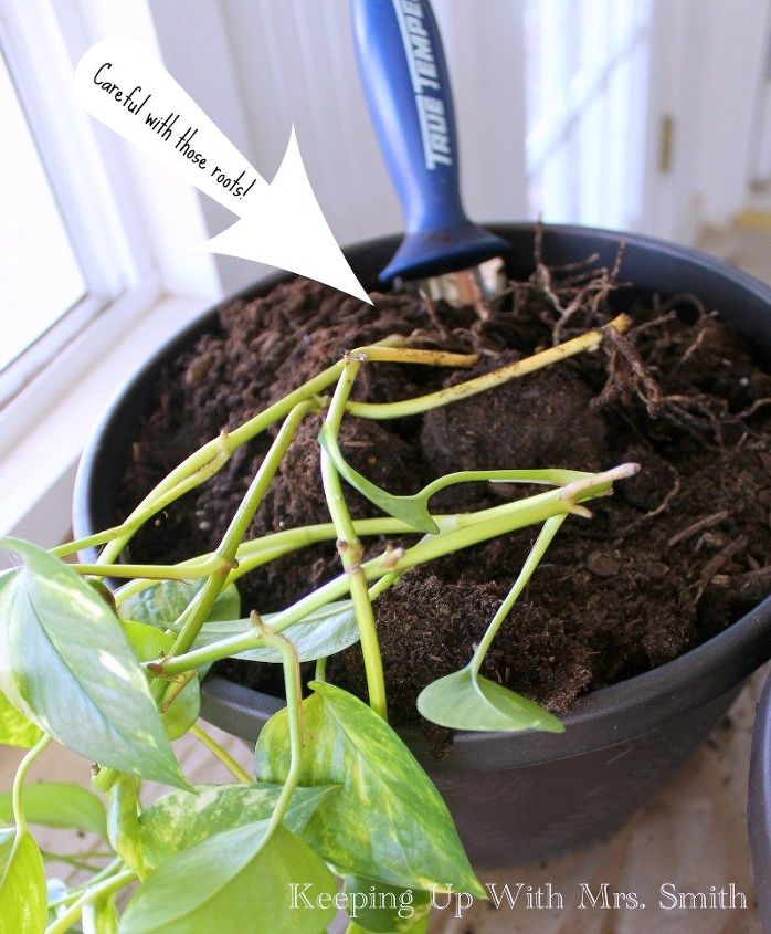 how to have lush healthy houseplants with less watering, gardening, home decor