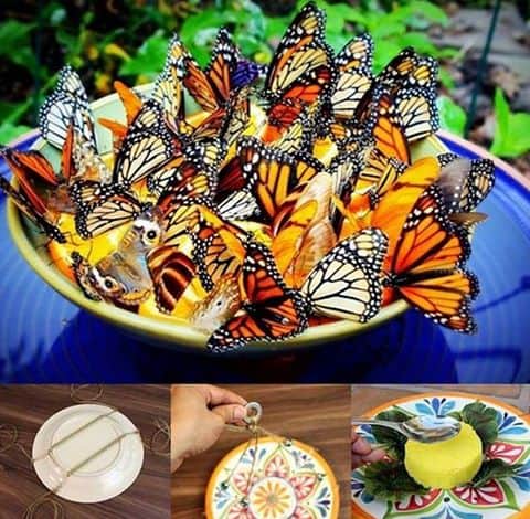 Butterfly-Feeder